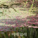 연못위