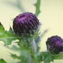 밀양댐생태공원 이미지