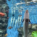 제주해양과학관 (아쿠아플라넷) | 제주 아쿠아플라넷 후기｜오션아레나 공연·펭귄플라넷·주차&amp;전기차 충전까지 (내돈내산)