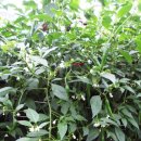 경상북도 농업기술원 이미지