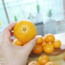 귤내음 이미지