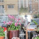 벤자민&데이지 이미지