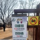 푸른나무수학교습소 | 경주 대릉원 목련 포토존 명당 총정리 낮과 밤의 반전 매력 주차 입장료 인생샷 꿀팁