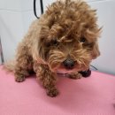 멍멍이컷 이미지