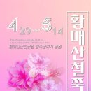 합천군의회 | [경남/합천] 합천가족여행 황매산철쭉제 실시간 개화현황 및 방문후기