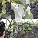 고송농장 이미지