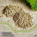 뿌리환경 | 비밀 특가 ❤ 뿌리파리 퇴치 후기, 화분 흙벌레 고민 끝낸 삼진충 토양살충제 사용기