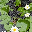 부안교 - 양평군 | 부안교