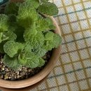 그린농장 | 죽은 식물 다시 살리기 | 일산체험농장 | 더그린 가든센터 방문 후기