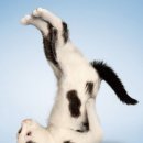 버드나무도토리묵밥집 이미지