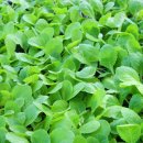 풍각농약사 이미지