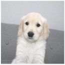 버디독 강아지분양 안심분양센터 김포점 이미지