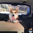 애견민박 멍집 | 태안애견민박 '멍집'에 다녀왔어요!