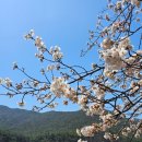 매계농장 네이버블로그