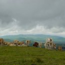 소들의 천국 이미지