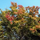 단풍나무 이미지