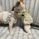 강아지랑고양이 이미지