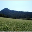 메밀꽃필무렵 이미지