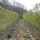 김영자농장 이미지