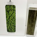 자연가습 이끼 테라리엄 이미지