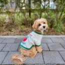 싱글멍글 | [싱글멍글 강아지커플티]강아지커플룩, 개플룩 구매 후기 :)