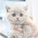 광주강아지분양 고양이분양 도로시펫 이미지