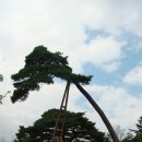 칠선펜션 Daum카페