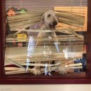 꼬마강아지 이미지