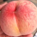 강천초 | 복숭아 직거래 추천! 크고 달달한 박여사네 복숭아, 택배도 가능해요