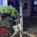 Healthy Cat 이미지