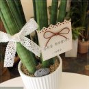 ＜스투키 개업 개원 승진 영전 전시회 축하 탁상용 화분배달 고양시 부천 광명 꽃배달 추천＞ 이미지