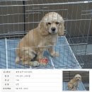 [펌] 이달 말 안락사를 앞두고 있는 청주시유기견보호소의 강아지들 이미지