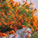 메리골드 이미지