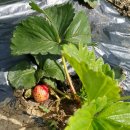 초성 농장 이미지