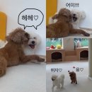 머뭄 애견유치원 | #1 즐거운 강아지 유치원 일상♪ | 머뭄 애견유치원 추천 후기 서울 강북구 호텔링 애견 호텔