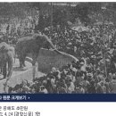 창경궁 벚꽃의 비화 이미지