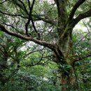 환경성질환 예방관리센터(비자림) 이미지