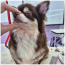 퍼피살롱 이미지