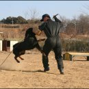 애견이야기 이미지