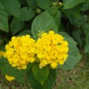 나무향기 펜션 이미지