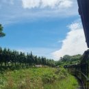 반디팜 | 제주동쪽 아이랑 가볼만한곳, 제주 에코랜드 후기 (가격·기차·코스 총정리)