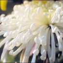 중앙장의사 이미지