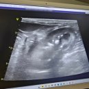 정든동물병원 | [건강검진] 정든동물병원