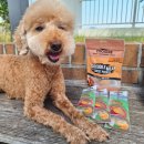 서진기업 강아지간식소 | 강아지 알러지간식 기호성 좋은 육포 간식 추천 악어고기 웰투게더 크로키 급여 후기