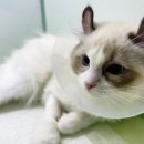 주안동물병원 이미지