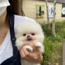 귀여몽