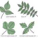 대효