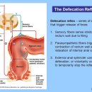 배변반사 관련 문제 정리(2022년 대방모의고사 5회 19번, 2021년 모의고사 문풀 4회 12번) 이미지