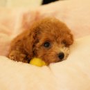 건강한 강아지 이미지