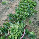 광성농장-2 이미지